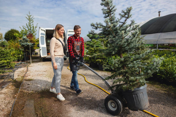 Best Tree Cutting Near Me  in North Alamo, TX